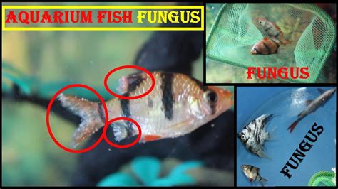 aquarium problems fish dying.